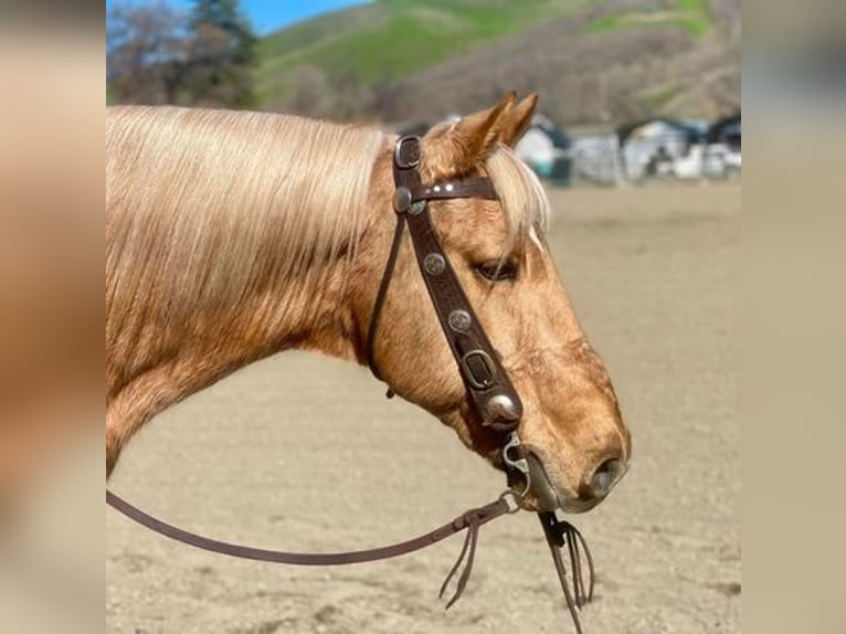 American Quarter Horse Gelding 13 years 15 hh Palomino in Paicines, CA