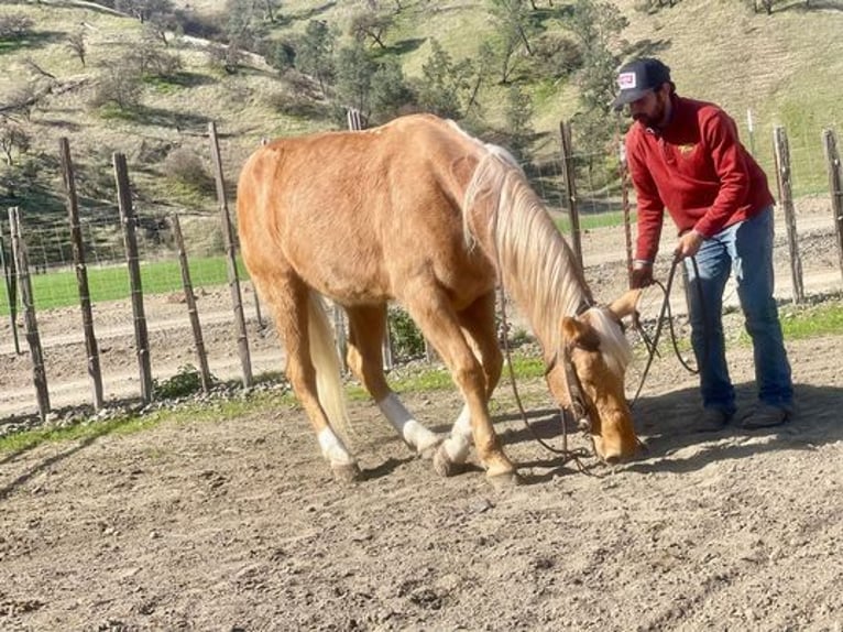 American Quarter Horse Gelding 13 years 15 hh Palomino in Paicines, CA