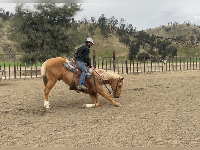 American Quarter Horse Gelding 13 years 15 hh Palomino in Paicines, CA