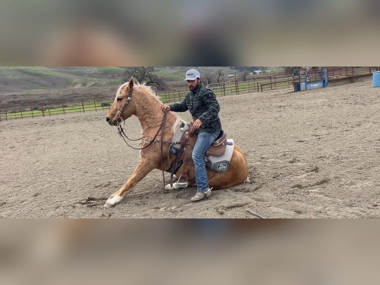 American Quarter Horse Gelding 13 years 15 hh Palomino in Paicines, CA