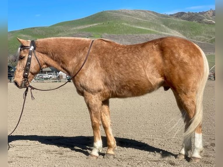 American Quarter Horse Gelding 13 years 15 hh Palomino in Paicines, CA