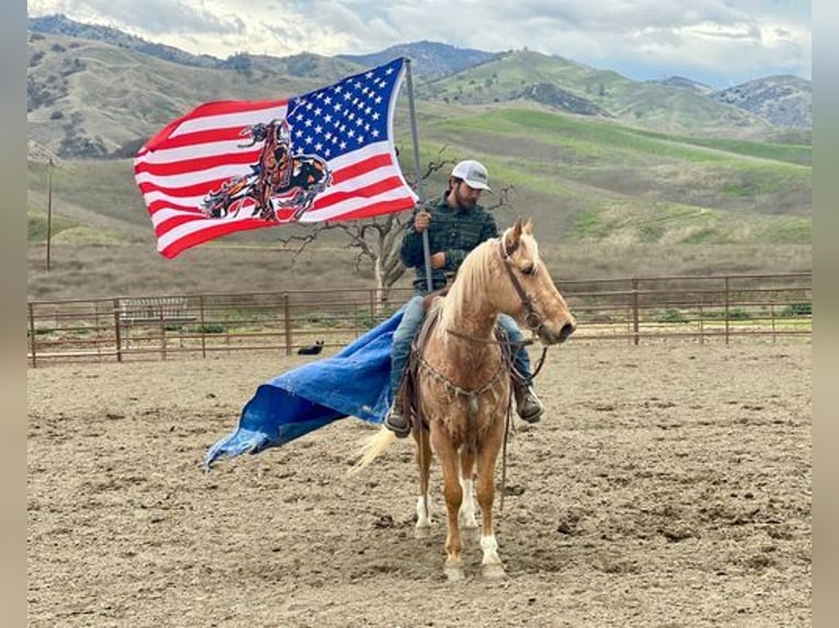 American Quarter Horse Gelding 13 years 15 hh Palomino in Paicines, CA