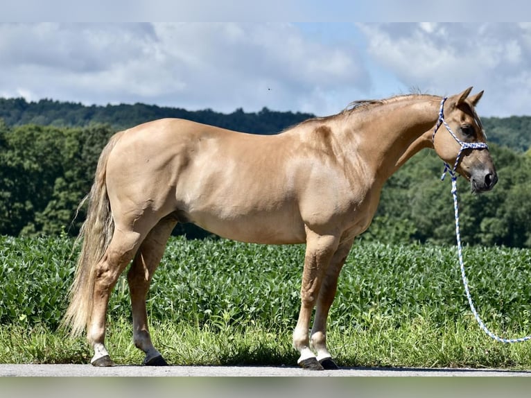 American Quarter Horse Gelding 13 years 15 hh Palomino in Crab Orchard, KY