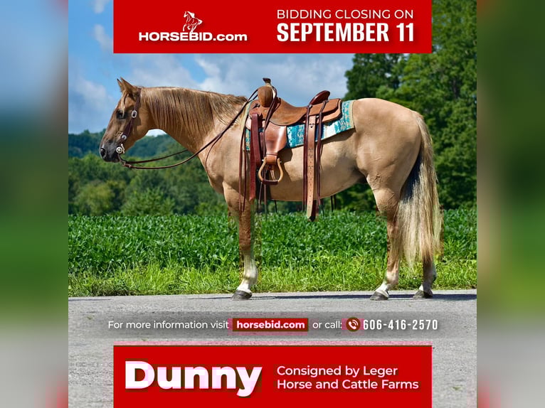 American Quarter Horse Gelding 13 years 15 hh Palomino in Crab Orchard, KY