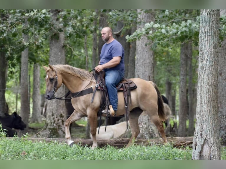 American Quarter Horse Gelding 13 years 15 hh Palomino in Crab Orchard, KY