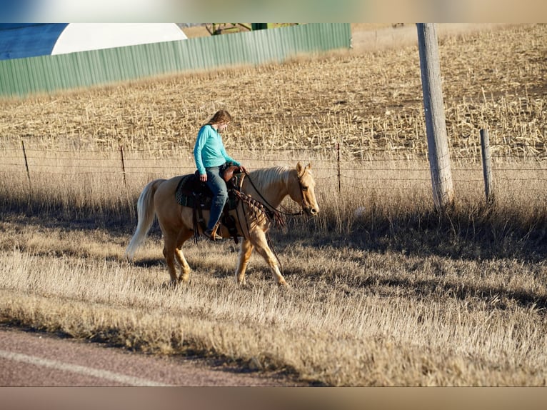 American Quarter Horse Gelding 13 years 15 hh Palomino in Corsica, SD