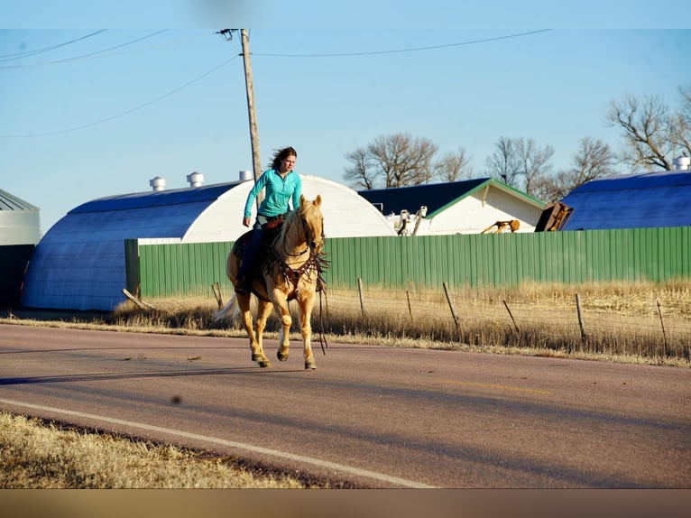 American Quarter Horse Gelding 13 years 15 hh Palomino in Corsica, SD