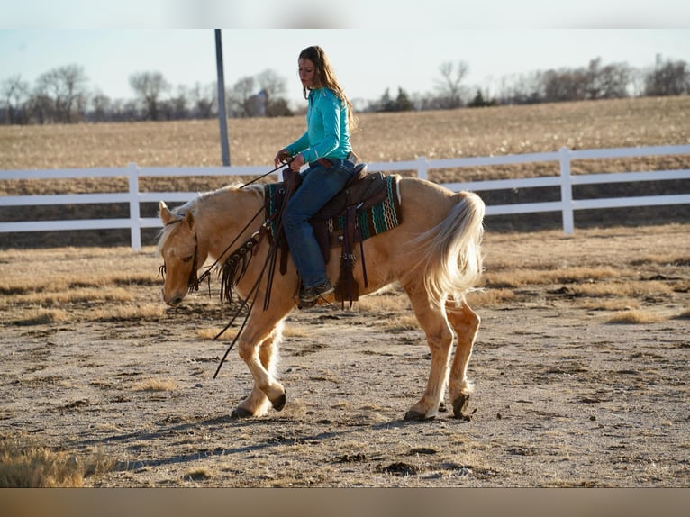 American Quarter Horse Gelding 13 years 15 hh Palomino in Corsica, SD