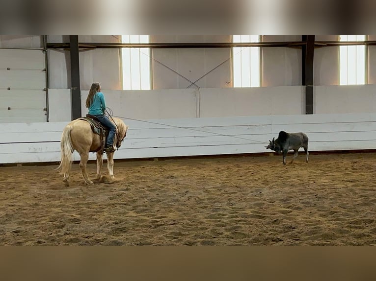 American Quarter Horse Gelding 13 years 15 hh Palomino in Corsica, SD