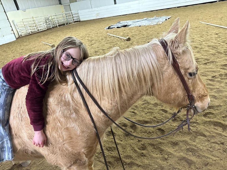 American Quarter Horse Gelding 13 years 15 hh Palomino in Corsica, SD