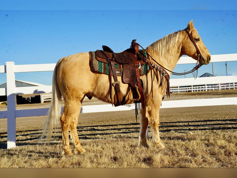 American Quarter Horse Gelding 13 years 15 hh Palomino in Corsica, SD