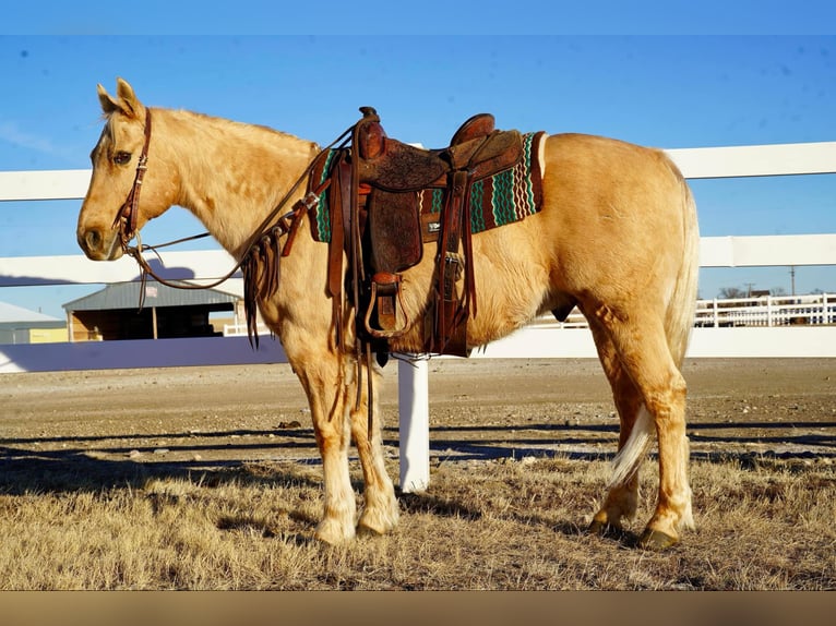 American Quarter Horse Gelding 13 years 15 hh Palomino in Corsica, SD