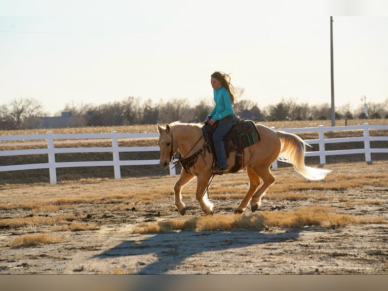 American Quarter Horse Gelding 13 years 15 hh Palomino in Corsica, SD