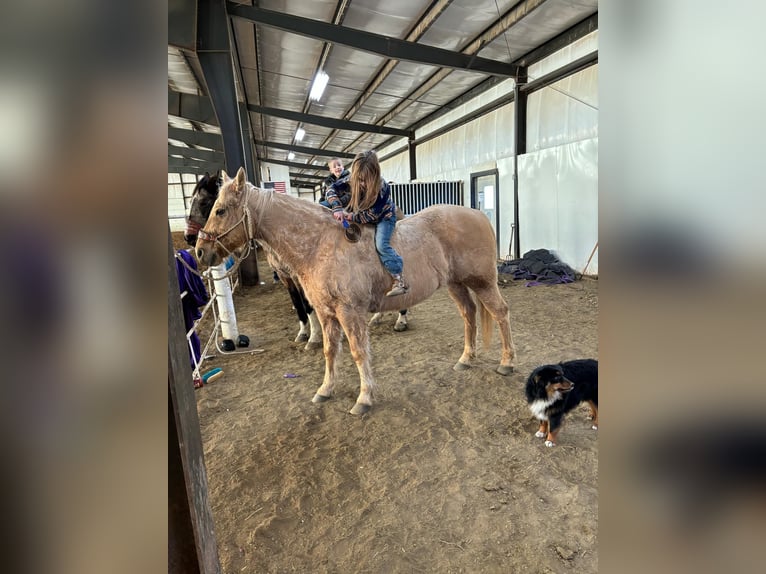 American Quarter Horse Gelding 13 years 15 hh Palomino in Corsica, SD