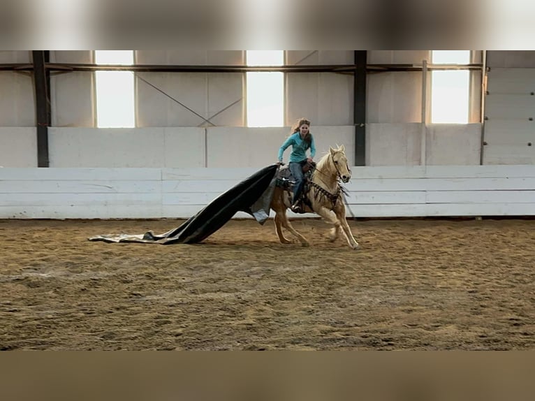 American Quarter Horse Gelding 13 years 15 hh Palomino in Corsica, SD