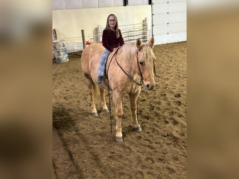 American Quarter Horse Gelding 13 years 15 hh Palomino in Corsica, SD