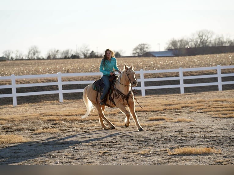 American Quarter Horse Gelding 13 years 15 hh Palomino in Corsica, SD