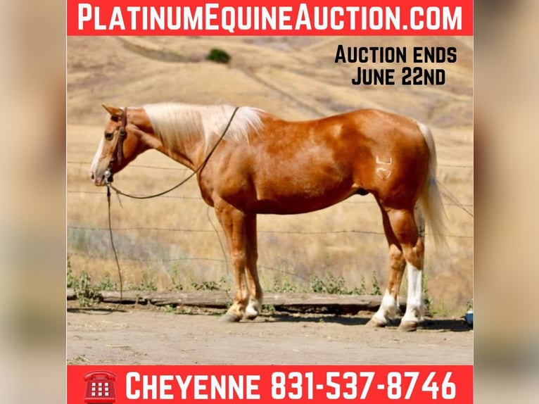 American Quarter Horse Gelding 13 years 15 hh Palomino in Bitterwater CA