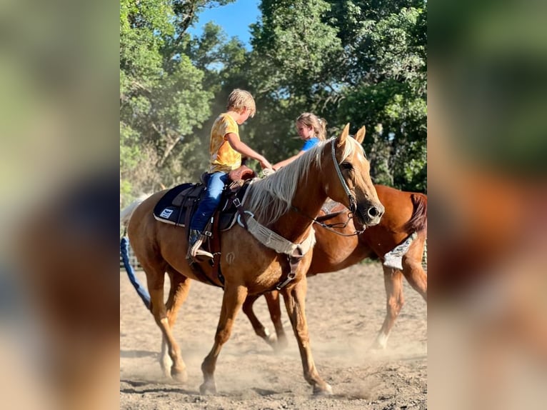 American Quarter Horse Mix Gelding 13 years 15 hh Palomino in Valley Springs, SD