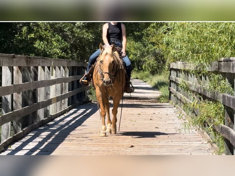 American Quarter Horse Gelding 13 years 15 hh Palomino in Weatherford, TX