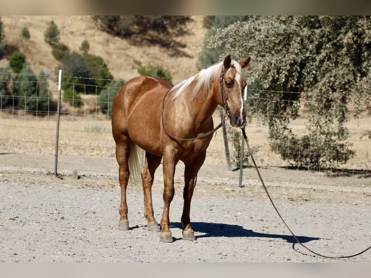American Quarter Horse Gelding 13 years 15 hh Palomino in Paicines CA