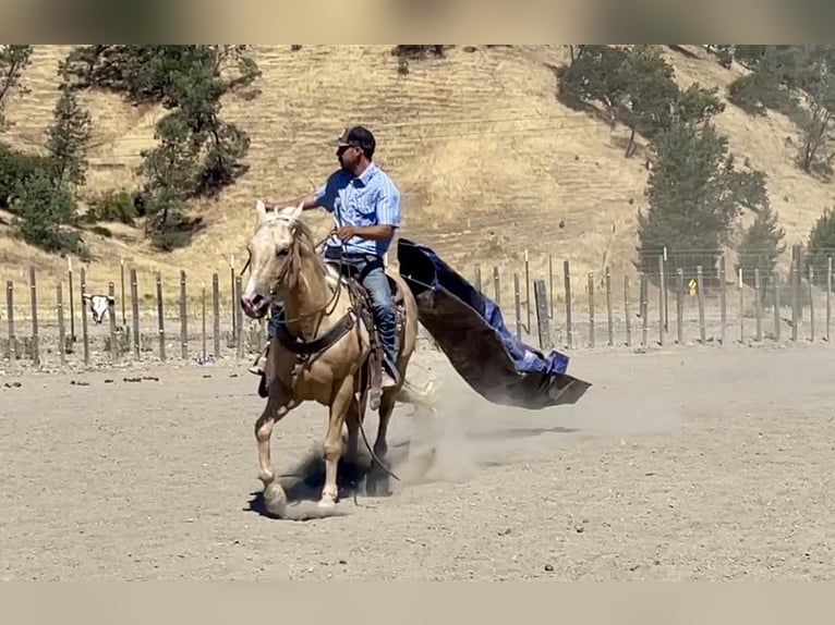 American Quarter Horse Gelding 13 years 15 hh Palomino in Paicines CA