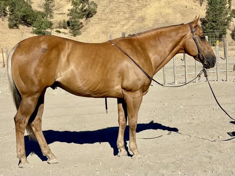 American Quarter Horse Gelding 13 years 15 hh Palomino in Paicines CA