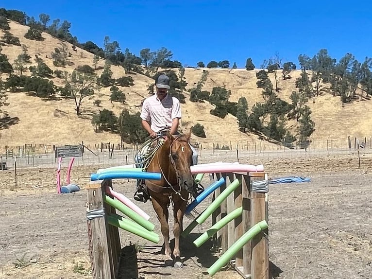 American Quarter Horse Gelding 13 years 15 hh Palomino in Paicines CA