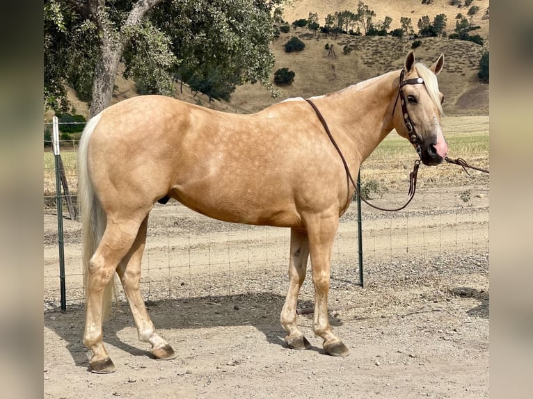 American Quarter Horse Gelding 13 years 15 hh Palomino in Paicines CA