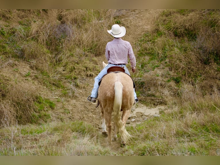 American Quarter Horse Gelding 13 years 15 hh Palomino in Paicines CA