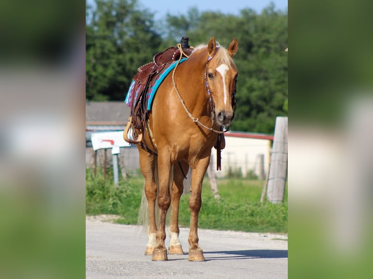 American Quarter Horse Gelding 13 years 15 hh Palomino in Stephenville TX