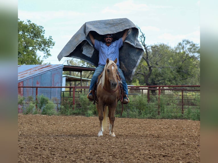 American Quarter Horse Gelding 13 years 15 hh Palomino in Stephenville TX