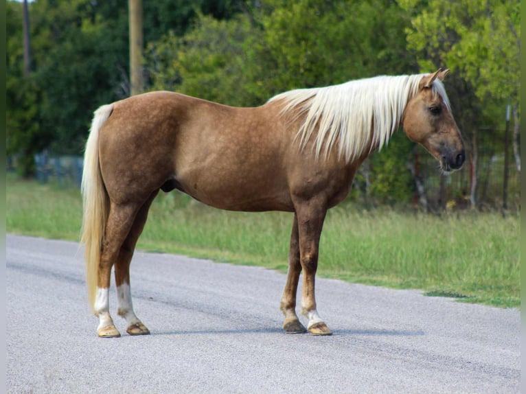 American Quarter Horse Gelding 13 years 15 hh Palomino in Stephenville TX