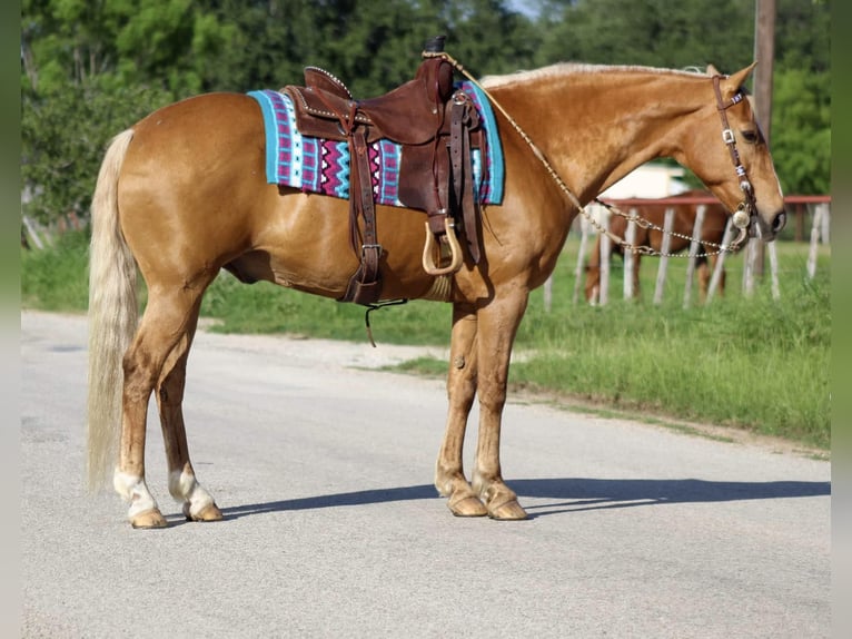 American Quarter Horse Gelding 13 years 15 hh Palomino in Stephenville TX