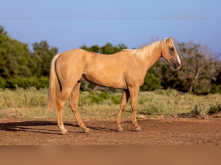 American Quarter Horse Gelding 13 years 15 hh Palomino in Weatherford tX