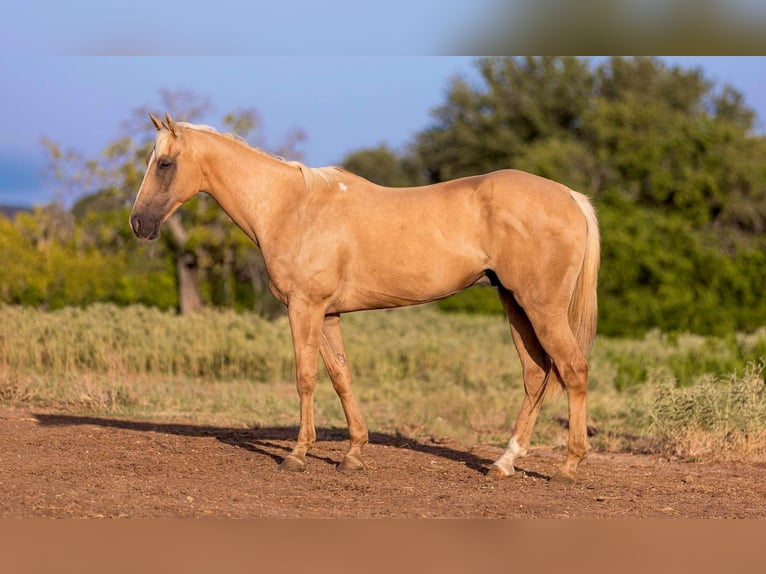 American Quarter Horse Gelding 13 years 15 hh Palomino in Weatherford tX