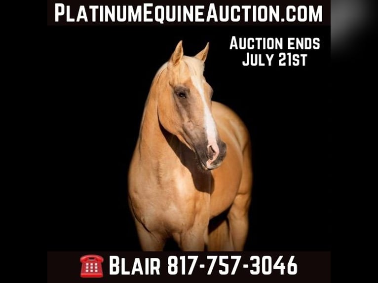 American Quarter Horse Gelding 13 years 15 hh Palomino in Weatherford tX