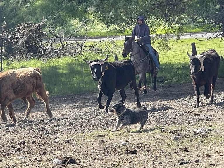 American Quarter Horse Gelding 13 years 15 hh Roan-Bay in PAICINES, CA