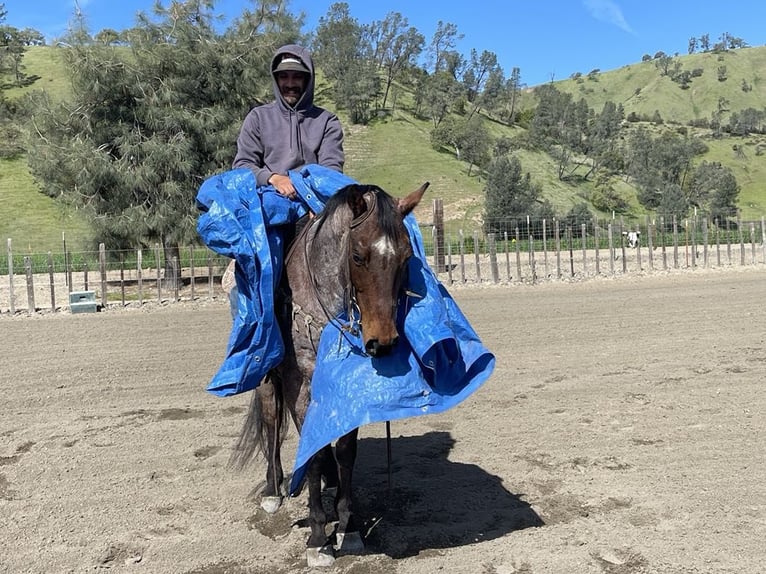 American Quarter Horse Gelding 13 years 15 hh Roan-Bay in PAICINES, CA