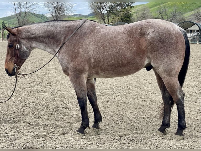 American Quarter Horse Gelding 13 years 15 hh Roan-Bay in PAICINES, CA