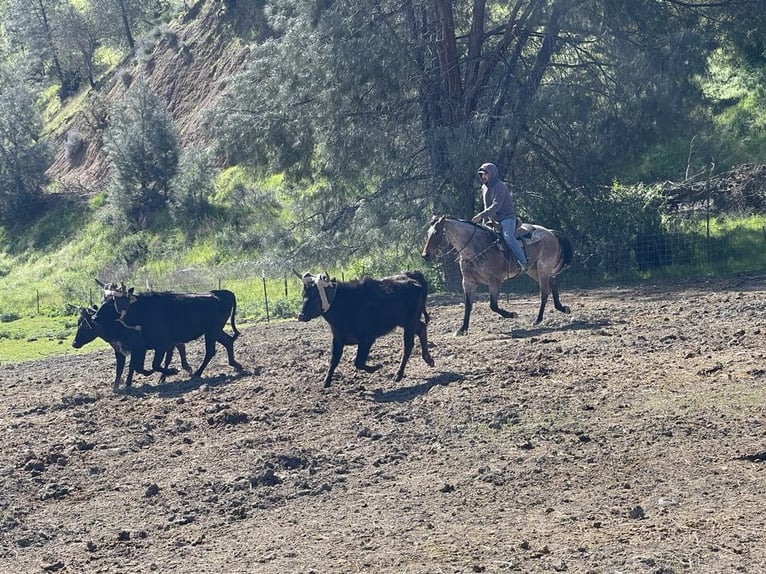 American Quarter Horse Gelding 13 years 15 hh Roan-Bay in PAICINES, CA