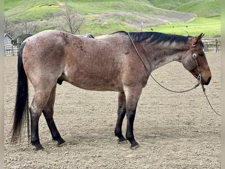 American Quarter Horse Gelding 13 years 15 hh Roan-Bay in PAICINES, CA