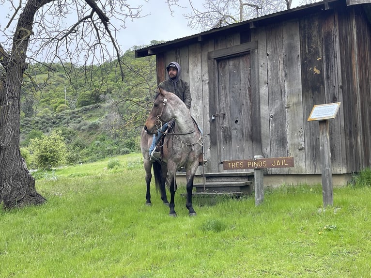 American Quarter Horse Gelding 13 years 15 hh Roan-Bay in PAICINES, CA