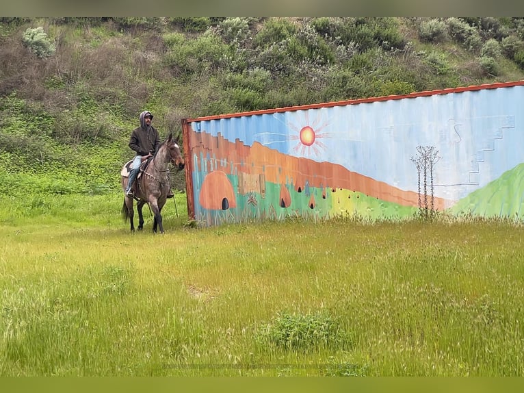 American Quarter Horse Gelding 13 years 15 hh Roan-Bay in PAICINES, CA