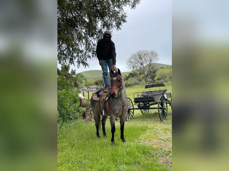 American Quarter Horse Gelding 13 years 15 hh Roan-Bay in PAICINES, CA