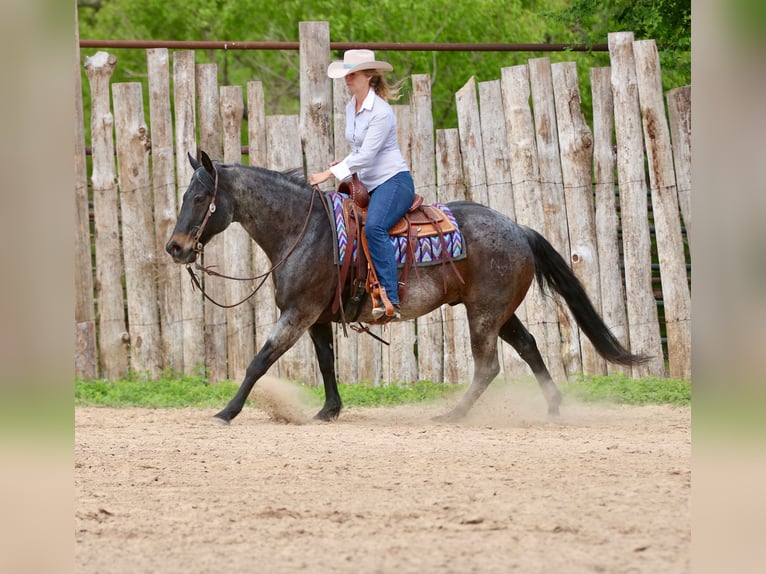 American Quarter Horse Gelding 13 years 15 hh Roan-Bay in Athens