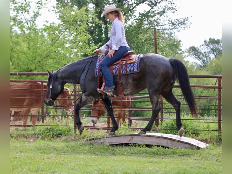 American Quarter Horse Gelding 13 years 15 hh Roan-Bay in Athens