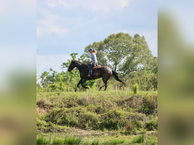American Quarter Horse Gelding 13 years 15 hh Roan-Bay in Athens