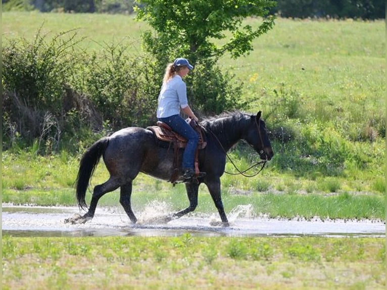 American Quarter Horse Gelding 13 years 15 hh Roan-Bay in Athens