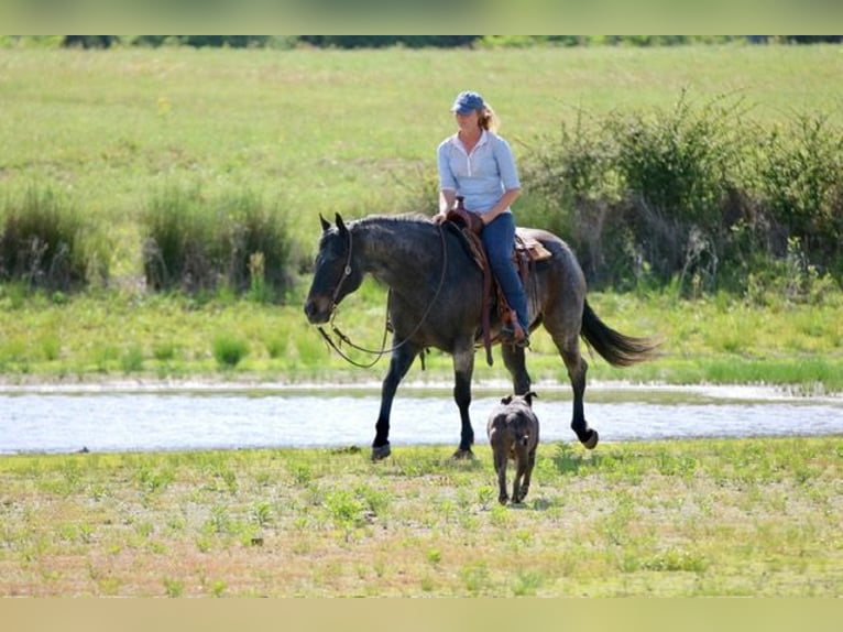 American Quarter Horse Gelding 13 years 15 hh Roan-Bay in Athens